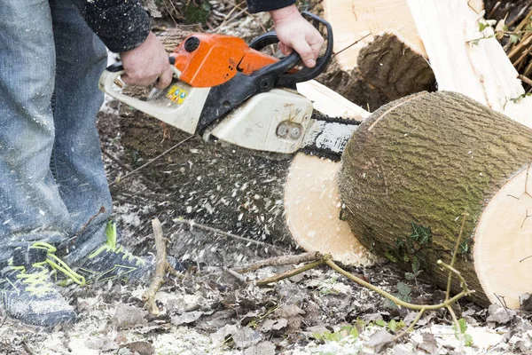 Uomo con motosega che taglia l'albero — Foto Stock