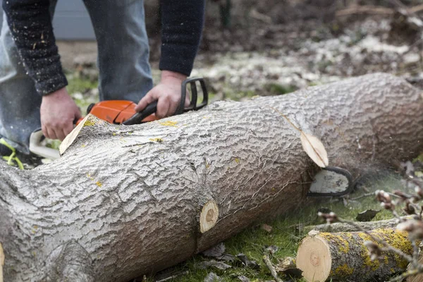 Mann mit Kettensäge sägt Baum um — Stockfoto