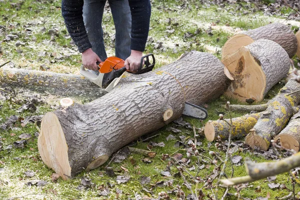 Láncfűrészes férfi vágja a fát. — Stock Fotó