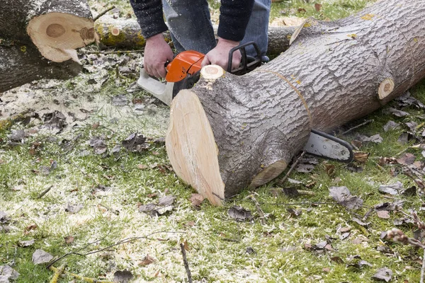 Láncfűrészes férfi vágja a fát. — Stock Fotó