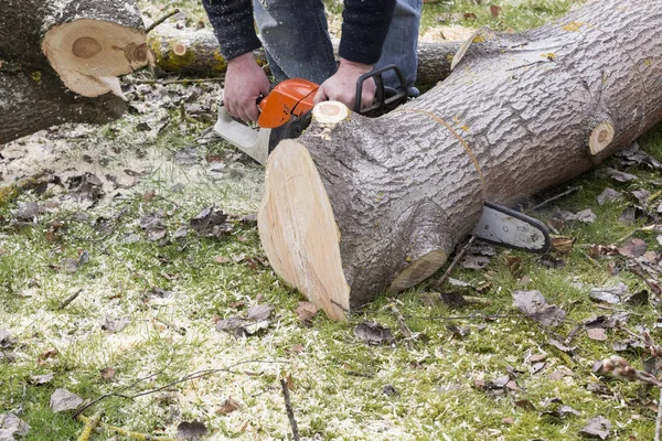 Mann mit Kettensäge sägt Baum um — Stockfoto