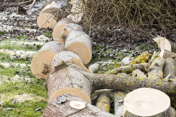 Tree cut on grass