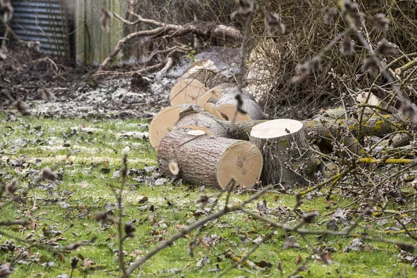 Baum auf Gras gemäht — Stockfoto