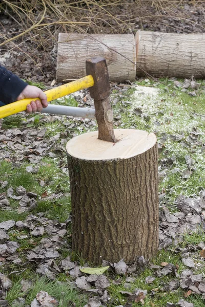 Mand bryde træ med hammer - Stock-foto