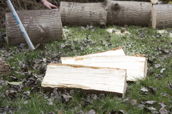 Tree cut on grass