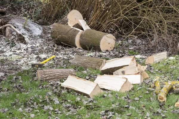 Tree cut on grass