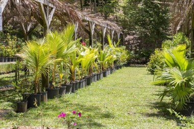 Ağaç kreş tropikal bitki