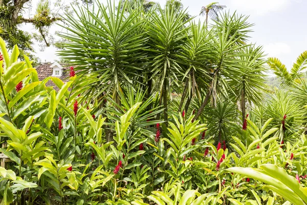 Tropical garden Martinique