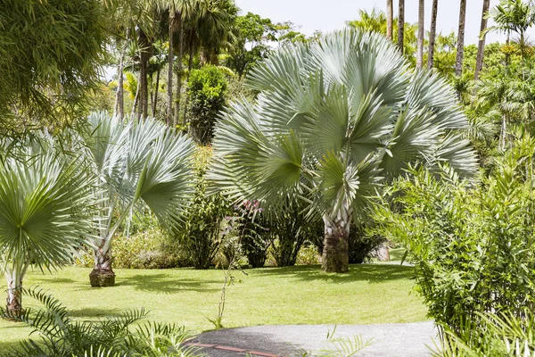 Тропічний сад Мартініка — стокове фото