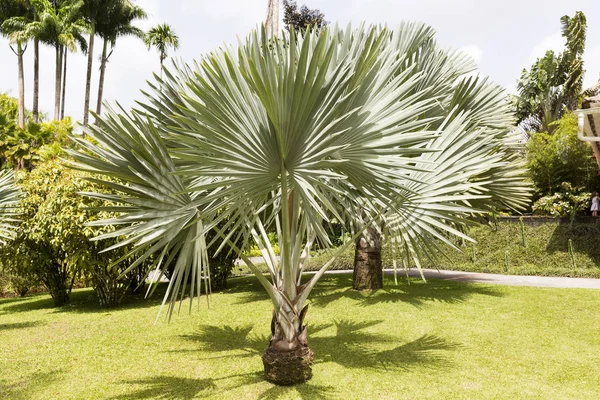 Tropical garden Martinique