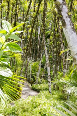 Tropikal Bahçe Martinique