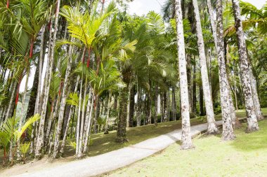 Tropikal Bahçe Martinique