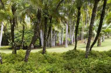 Tropikal Bahçe Martinique