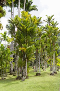 Tropikal Bahçe Martinique