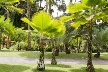 Tropikal Bahçe Martinique