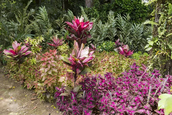 Тропічний сад Мартініка — стокове фото
