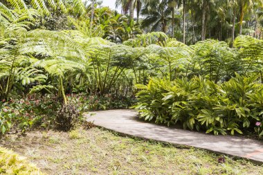 Tropikal Bahçe Martinique