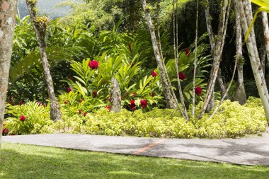 Tropikal Bahçe Martinique