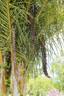 Tropikal Bahçe Martinique