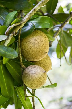 Olgun kayısı Close-Up