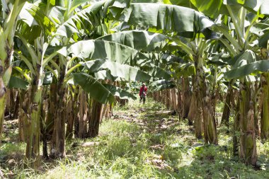 Martinique bitkilerde muz.