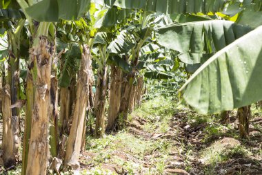 Martinique bitkilerde muz.