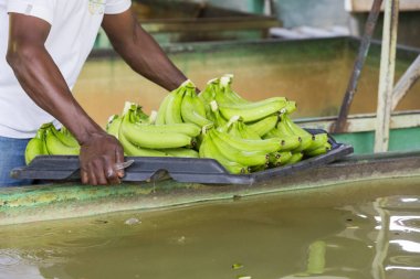 bir adam bir grupta muz depolama ang sıralama kapatın