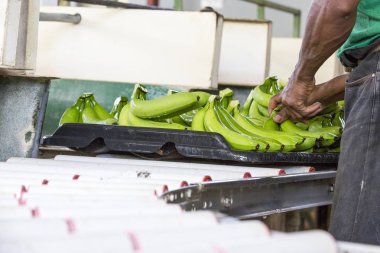 bir adam bir grupta muz depolama ang sıralama kapatın