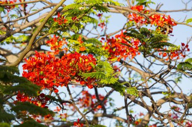 Gösterişli Martinqiue ağacında