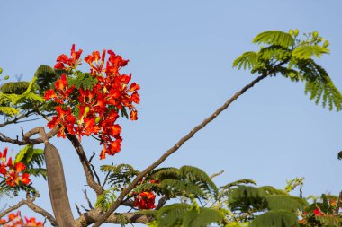 Gösterişli Martinqiue ağacında