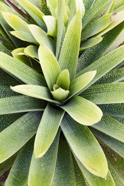 Bromeliaceae poales trachedsionta zingiberidae