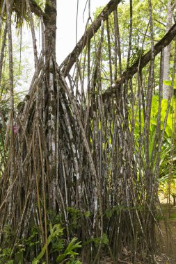 Kök Pandanus ağaç
