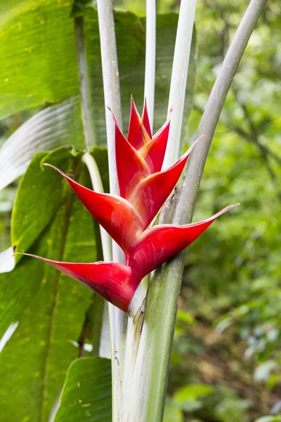 Primer plano de Heliconia bihai, balisier, zingiberale, canna, cannaceae, heliconia, heliconiaceae — Foto de Stock