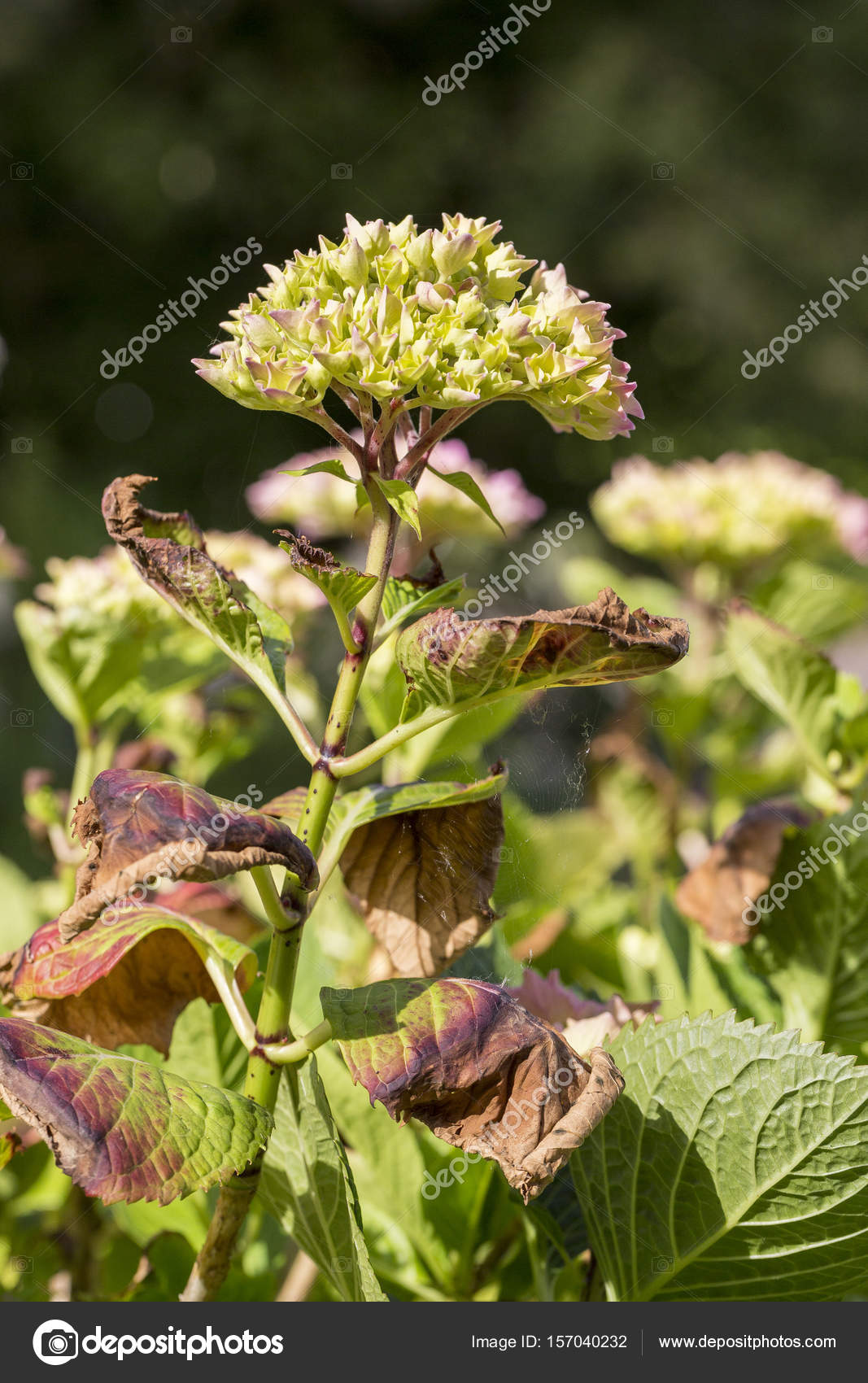 Hydrangea Leaves Disease Frozen Stock Photo Image By C Catherinel Prod 157040232
