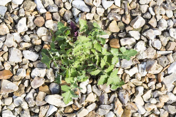 礫で雑草害虫寄生虫 — ストック写真