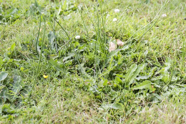 芝生の草で雑草害虫寄生虫 — ストック写真