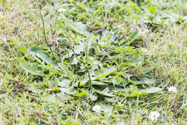 Parasitas pragas ervas daninhas na grama gramado — Fotografia de Stock