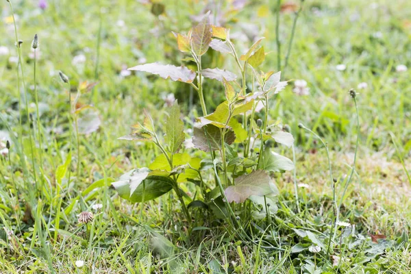 Parasitas pragas ervas daninhas na grama gramado — Fotografia de Stock