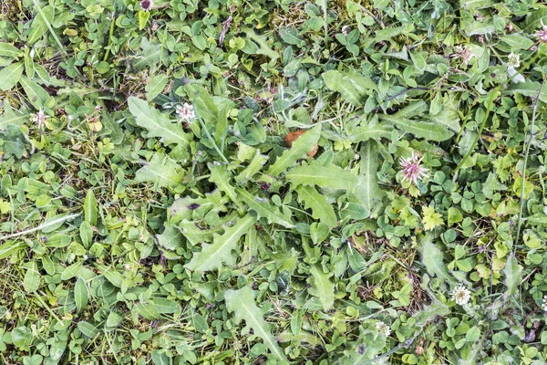 Сорняки паразитируют на газоне — стоковое фото