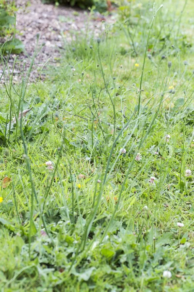 Weeds pests parasites in lawn grass