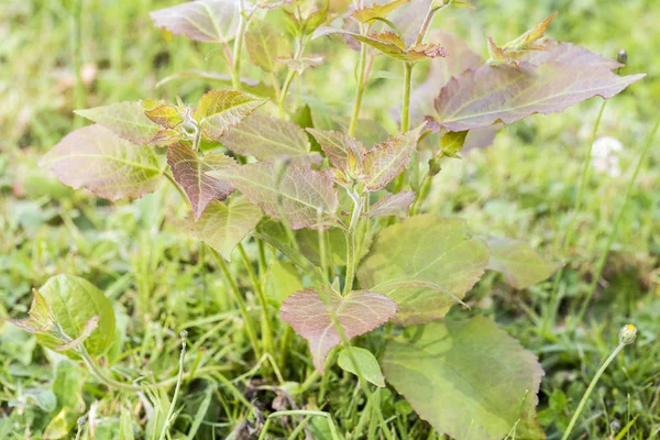 草坪草中的杂草害虫寄生虫 — 图库照片