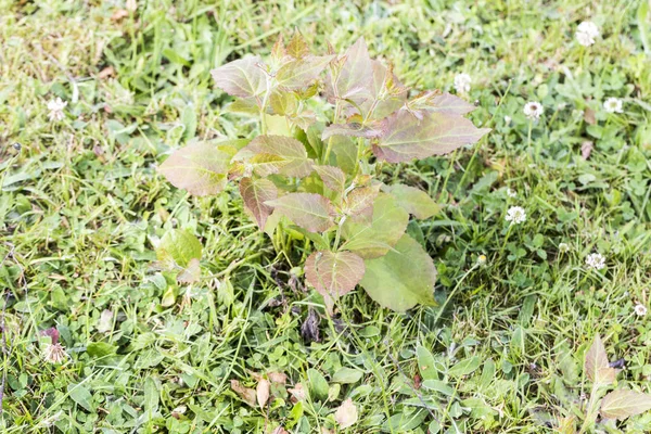 Plevel škůdci parazitů v trávě trávníku — Stock fotografie