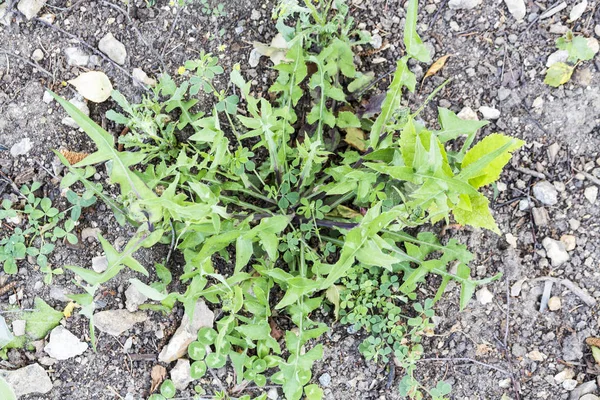 草坪草中的杂草害虫寄生虫 — 图库照片