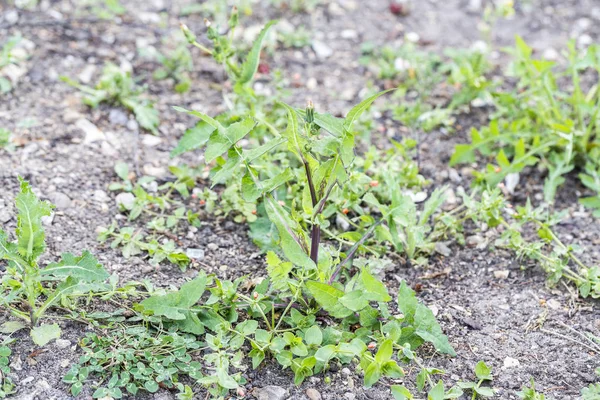 芝生の草で雑草害虫寄生虫 — ストック写真