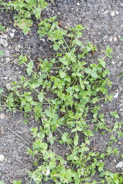 芝生の草で雑草害虫寄生虫 — ストック写真