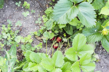 Yabani otlar zararlıları parazitler çilekli tesislerinde