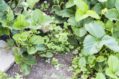 Yabani otlar zararlıları parazitler çilekli tesislerinde