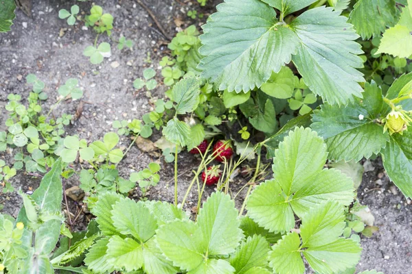 Yabani otlar zararlıları parazitler çilekli tesislerinde