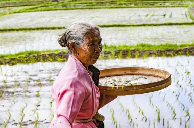 Belgesel yayın görüntü. Kimliği belirsiz kadın pirinç tarlaları