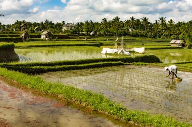 Bali pirinç tarlaları adam değildir